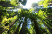 Big Lush Tree Dream - Omen of Growth & Vitality