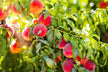 Branches laden with ripe peaches — omen?