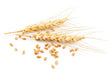 Bumper wheat harvest — omen, showcasing golden wheat ears and grains scattered on a white background.