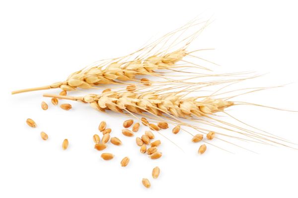 Bumper wheat harvest — omen, showcasing golden wheat ears and grains scattered on a white background.
