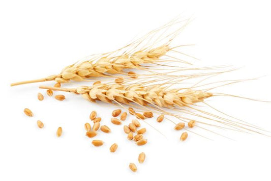 Bumper wheat harvest — omen, showcasing golden wheat ears and grains scattered on a white background.