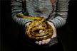 Catching Snake with Relatives - Shared Challenge Omen?