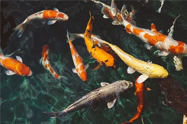 Does Dreaming of a Fish Mostly Indicate Having a Daughter?