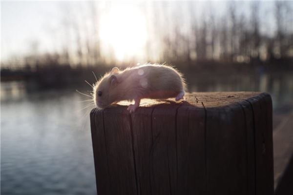 Does Dreaming of a Mouse Indicate Having a Daughter or a Son