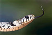 Does dreaming of a small white snake indicate pregnancy?