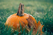 Does dreaming of pumpkins predict pregnancy?