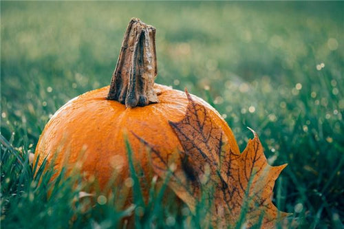 Does dreaming of pumpkins predict pregnancy?