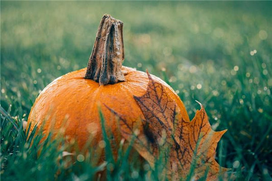 Does dreaming of pumpkins predict pregnancy?
