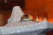 Dream Meaning - Giant Python Symbolism & Interpretation