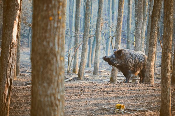 Dream Omens Dream of Being Attacked by a Wild Boar?
