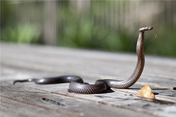 Dream Omens Married Woman Being Chased by a Snake?