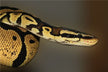 Dream Omens Being Bitten on the Hand by a Snake? 
