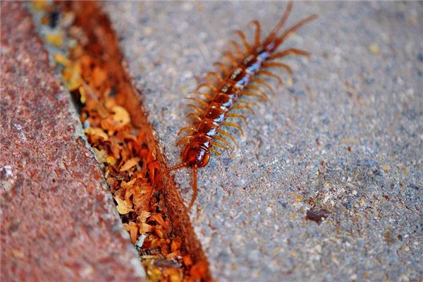 Dream Omens Dream of Being Bitten by a Centipede?