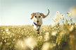 Dream Omens Dream of a Dog Barking Ferociously?
