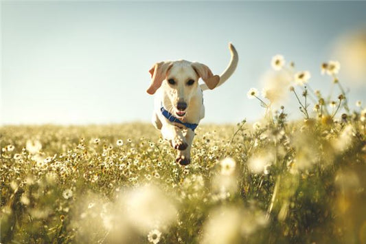 Dream Omens Dream of a Dog Barking Ferociously?