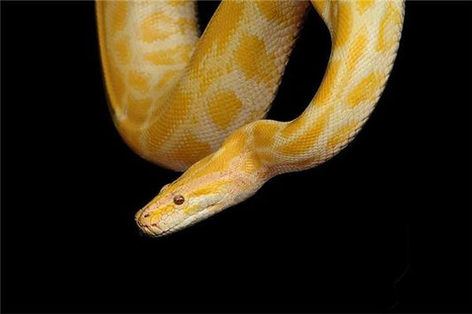 Dream Omens Dream of a Giant Golden Python?
