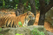 Dream Omens A Married Woman Dreams of Killing a Tiger?