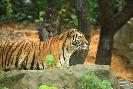 Dream Omens A Married Woman Dreams of Killing a Tiger?