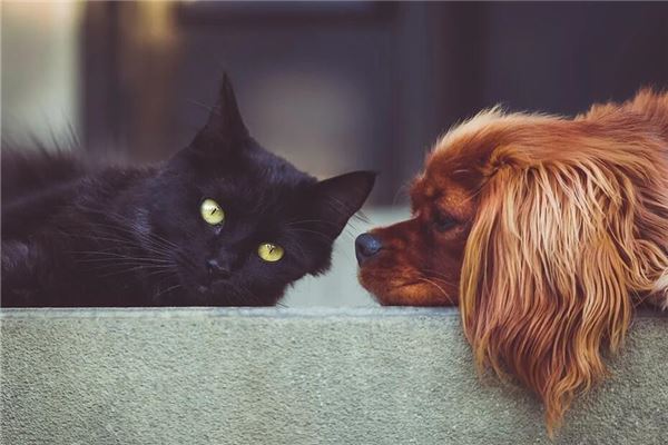 Dream Omens When a Woman Dreams of Dogs and Cats?