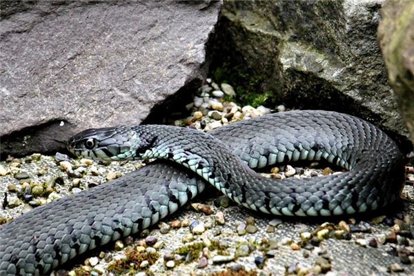 Dream Omens Woman Dreams of a Slithering Snake?