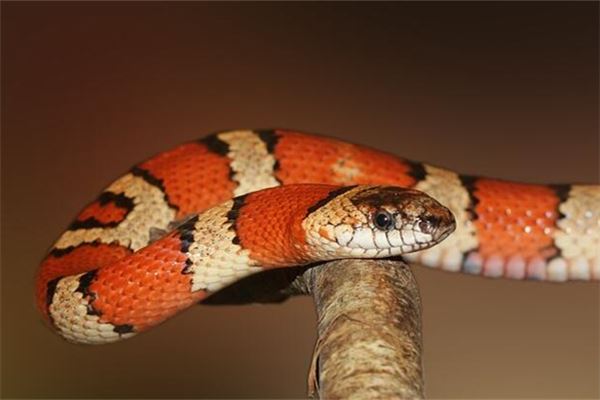 Dream Omens Woman Dreams of a Small Red Snake