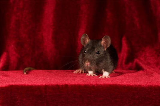 Dream meaning - a mouse climbing onto the bed