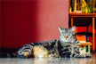 Dream meaning - being attacked by a cat and fighting it