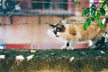 Dream meaning - feral cat savagely attacking