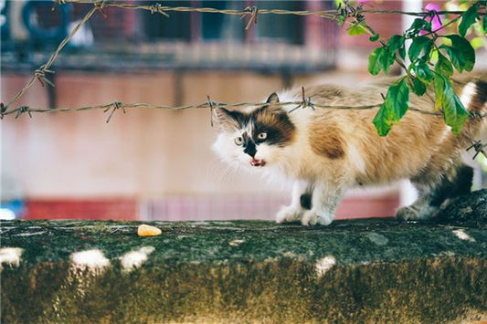 Dream meaning - feral cat savagely attacking