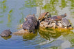 Dream meaning - man dreams of a soft-shelled turtle