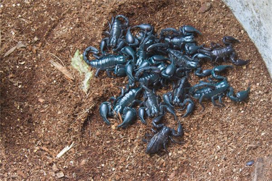 Dream meaning - many scorpions scurrying around