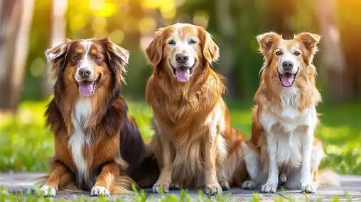 Dream meaning - married woman dreams of three dogs