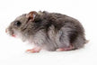Dream meaning - mouse crawling into pants leg?