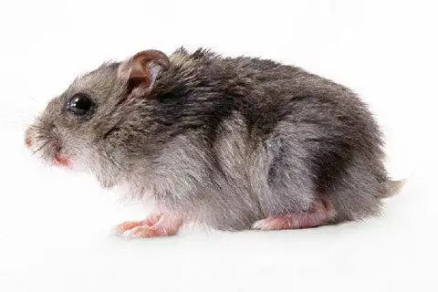 Dream meaning - mouse crawling into pants leg?