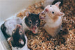 Dream meaning - mouse giving birth to many babies