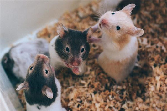 Dream meaning - mouse giving birth to many babies