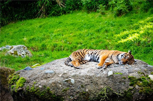 Dream meaning - person of Taoist affinity dreams of a tiger