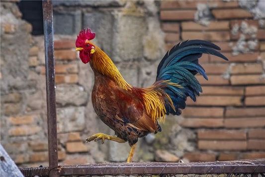 Dream meaning - pregnant woman dreaming of a rooster
