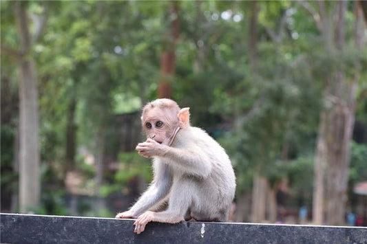 Dream meaning - pregnant woman dreams of a monkey