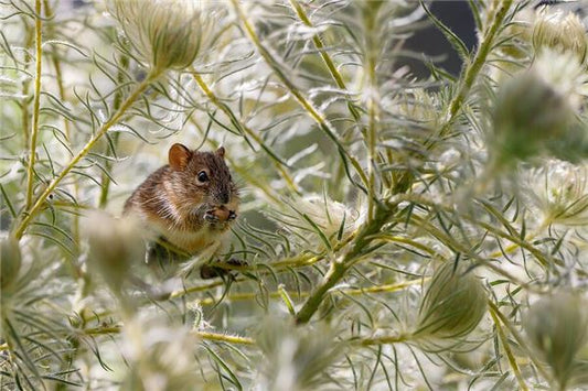 Dream meaning - stepping on and killing a mouse with foot