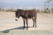 Dream meaning - woman dreams of a black donkey