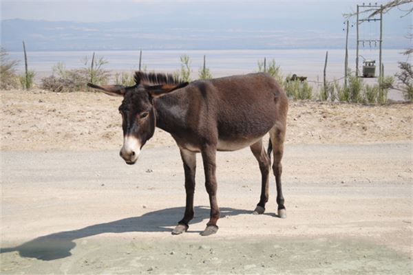 Dream meaning - woman dreams of a black donkey
