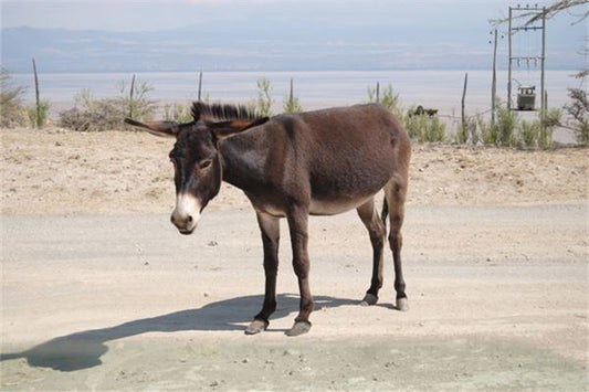 Dream meaning - woman dreams of a black donkey