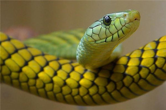 Dream meaning - woman dreams of a snake on the bed