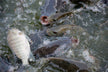 Dream meaning - woman dreams of live fish in a basin