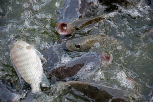 Dream meaning - woman dreams of live fish in a basin