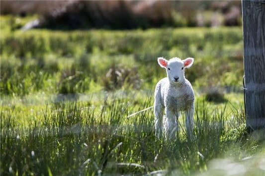 Dream meaning - being chased by animals on the run
