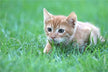 Dream meaning cat attacks you you kill it