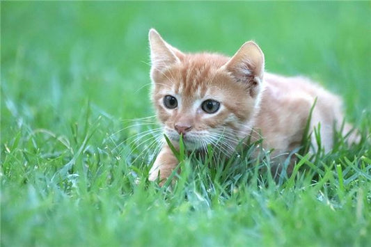 Dream meaning cat attacks you you kill it