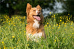 Dream meaning dog biting woman's clothes & not letting go